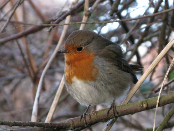 Robin